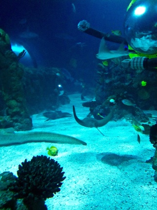 A Manta Ray at the aquarium