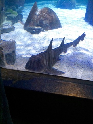 Striped Shark