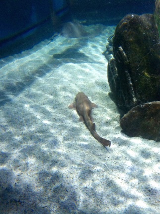 Shark swimming the floor